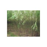 垂柳/金絲柳/山西林業(yè)科協(xié)苗圃基地