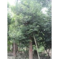 供應(yīng)香樟 四川香樟價(jià)格