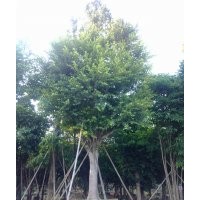 細(xì)葉榕,大葉榕,高山榕