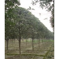 大量供應桂花 四川桂花價格 四川八月桂苗木 八月桂工程苗木 成都