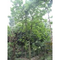 大量供應(yīng)白玉蘭 各種規(guī)格二喬玉蘭苗木 成都白玉蘭苗木 工程苗木