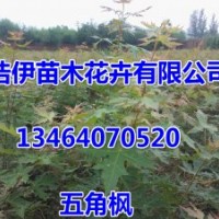 優(yōu)質(zhì)五角楓小苗，金葉復(fù)葉槭，紫葉稠李，紅葉李，山桃稠李