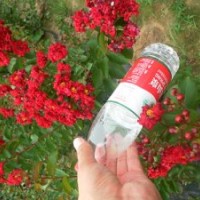 紅火箭紫薇、紅火球紫薇價(jià)格