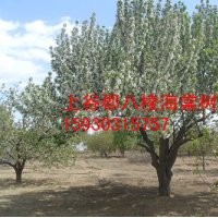 八棱海棠樹 原產(chǎn)地懷來縣