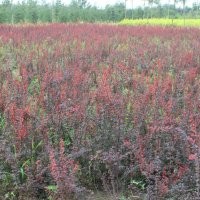 供應國槐、法桐、白皮松、油松、龍槐爪、雪松、紅葉李等