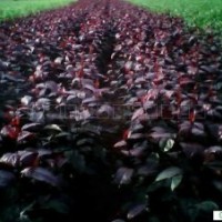 光輝海棠樹(shù)苗價(jià)格