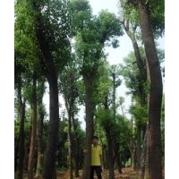 綠波園林：25公分骨架香樟價格