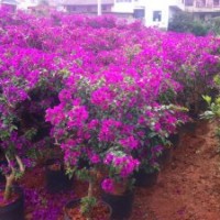 供應(yīng)三角梅(葉子花）