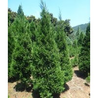 2米蜀檜供應(yīng)，南京蜀檜基地特供