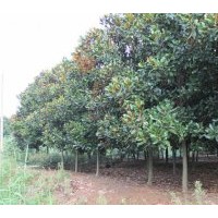 各種規(guī)格廣玉蘭