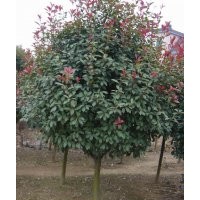 6公分紅葉石楠（單桿，分枝高度80公分）