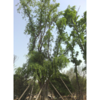 陜西西安 皂角 大葉女貞 五角楓 茶條槭 八月桂 合歡山楂