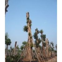 供應(yīng)Ф121cm四川黃葛樹(shù)大樹(shù)，瀘州大黃葛樹(shù)