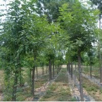 落葉喬木基地大量出售白蠟