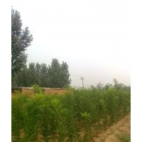 代購苗木品種有青垂、雄性垂柳，速生柳、金絲垂柳、饅頭柳、9901