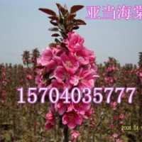 光輝海棠、紫葉海棠、亞當海棠