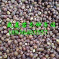 曼地亞紅豆杉種子