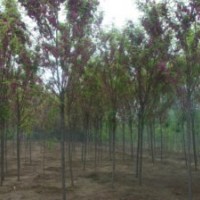 題 供應(yīng)6-8公2-8公分香花槐，嫁接香花槐，保定香花槐