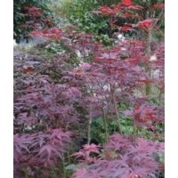 長期供應(yīng) 日本紅楓三季紅