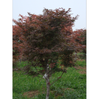 五角楓,元寶楓,紅楓