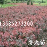 大量優(yōu)質(zhì)苗：紅葉小檗、金葉女貞,冬青、瓜子黃楊