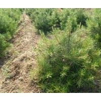 白皮松/1米白皮松/白皮松小苗/低價處理白皮松/白皮松價格