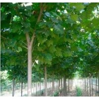速生法桐會長成高大的密集葉