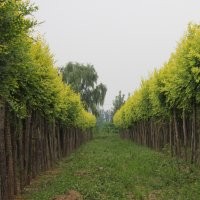 供應(yīng)黃金榆（金葉榆）、黃金倒榆、黃金榔榆、青檀、棠棣、絲棉木