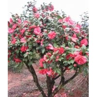 茶花！優(yōu)質(zhì)嫁接砧木茶花！10年生苗！