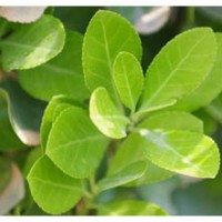 供應(yīng)大葉黃楊