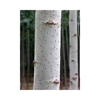 供應(yīng)毛白楊