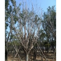 供應(yīng)精品哈斯榆