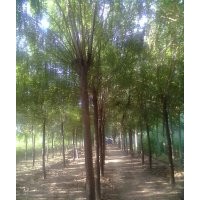 [山東]毛白楊-千頭椿樹(shù)-１０７-白蠟苗-柳樹(shù)-國(guó)槐-法桐