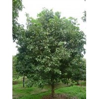 四季桂，八月桂，茶花，廣玉蘭，垂絲海棠，五針?biāo)?，羅漢松