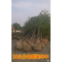 大同白蠟 大同白蠟樹 大同10公分白蠟