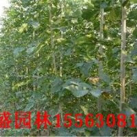 山東速生白蠟￥速生國槐￥基地￥山東萬盛苗木基地