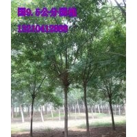 濟(jì)南--苗木供應(yīng)商9公分國(guó)槐10000棵、苗圃苗、隨時(shí)起苗