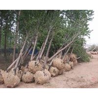 山東速生國槐價格