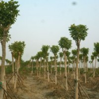 大量供應(yīng)8-12cm金葉白蠟