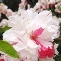 碧桃價(jià)格|河北碧桃基地