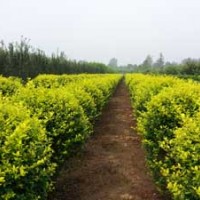 天津薊縣邦均 綠化苗木 垂柳 女貞球 大葉黃楊球 劍麻 太陽李 木