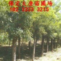 銷售河北饅頭柳○銷售河北火炬樹◇金枝槐◆韓鮮槐→直銷←基地≮