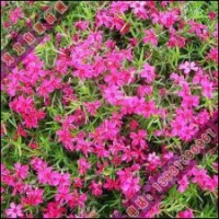 綠化苗木出圃是時(shí)間白碧桃、青銅樹苗