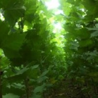 法桐非常適合融入自然景觀