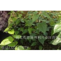 神豆腐樹(shù)苗珙桐樹(shù)苗