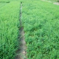 陜西小葉女貞|西北營養(yǎng)缽苗木小葉女貞|西北女貞集散苗區(qū)