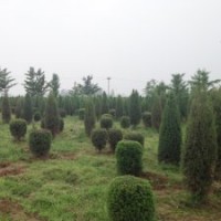 檜柏球廠家直銷