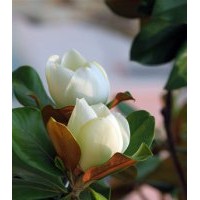 廣玉蘭，南京廣玉蘭基地，廣玉蘭價格——南京江北雪松苗圃場