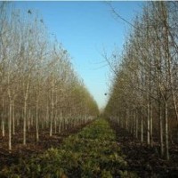 供應(yīng)：10-13CM辛荑，玉蘭，三千棵