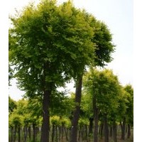 有供應(yīng)不同規(guī)格黃金榆，8-14公分較多